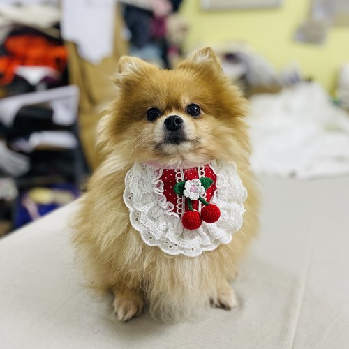 宠物口水巾纯棉围嘴泰迪比熊博美