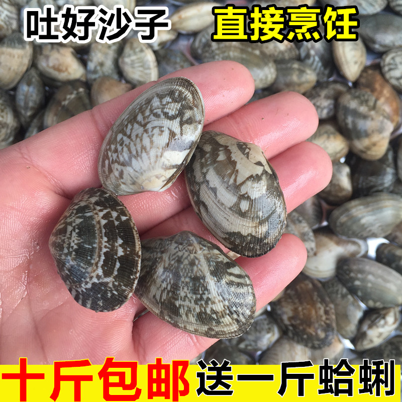 海鲜鲜活花蛤蜊新鲜花甲花蚬子杂色蛤花蛤肉野生花蛤贝类10斤包邮