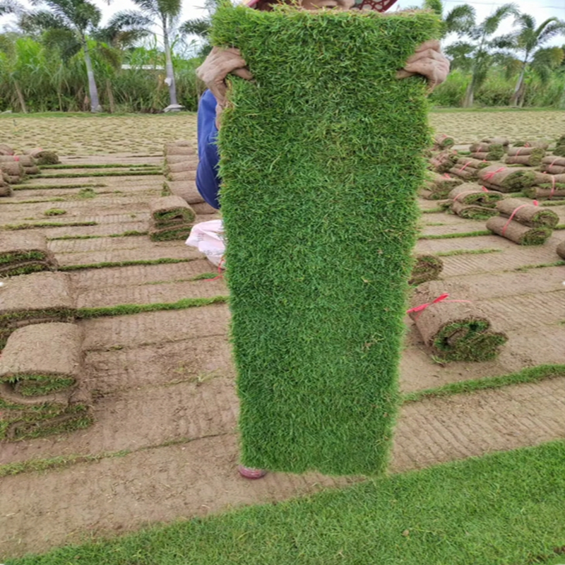 草坪基地现铲带土真草坪工程绿化草皮别墅庭院马尼拉四季青混播草