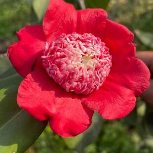 熊谷品种茶花原生小苗好养庭院阳台植物树苗