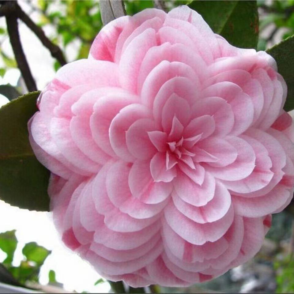 (中国十名茶之一)十八学士茶花一树多色名贵茶花多色多开屏,鲜花速递/花卉仿真/绿植园艺,大型绿植/成品组合盆栽,淘宝优惠券,粉丝福利购,淘宝优惠卷