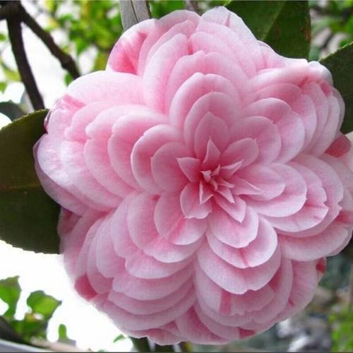 (中国十名茶之一)十八学士茶花一树多色名贵茶花多色多开屏