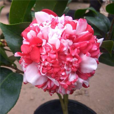 花佛鼎茶花十大名花之一 稀缺品种 室内外绿植花卉盆栽