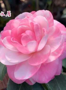 斑水屋先生茶花名贵珍稀品种山茶花盆栽苗室内沃特复色