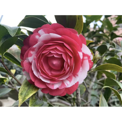 罕见品种茶花花鹤翎多色花复色花朵绿植盆栽花卉室内外阳台好养活