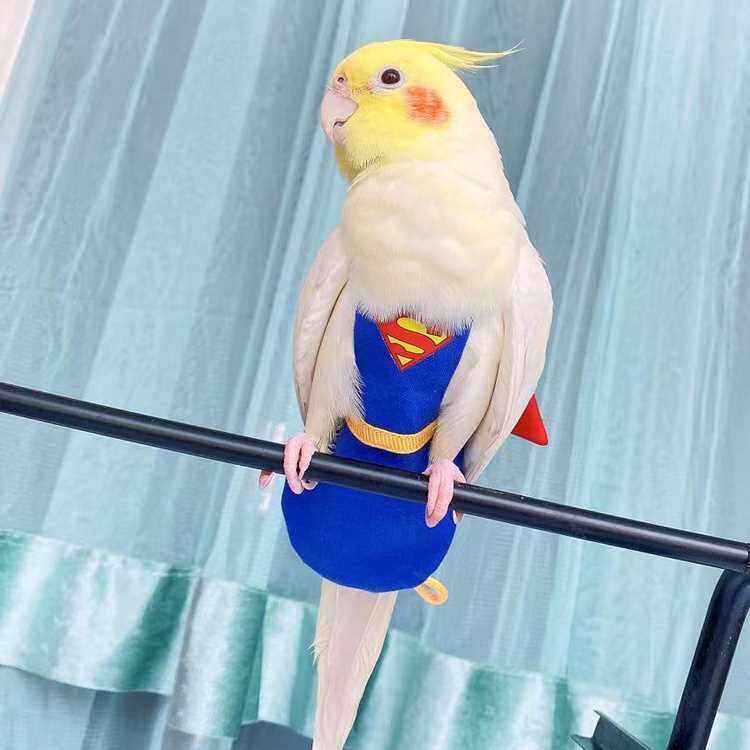 yoyo定制玄凤鹦鹉超人尿不湿宠物鸟用和服屎兜飞行衣遛鸟放飞服装