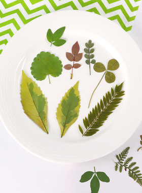 真树叶植物标本DIY叶子压花手工书签手账贴画干花绿叶套装幼儿园