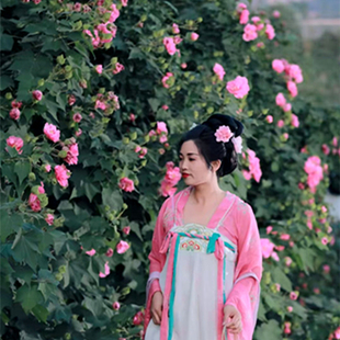 木芙蓉树苗庭院种植三醉芙蓉花盆栽当年开花别墅绿化拒霜花大树苗