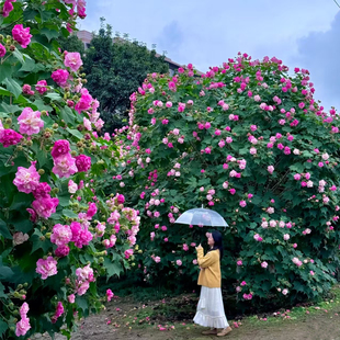 木芙蓉树苗庭院种植重瓣芙蓉花当年开花变色三醉芙蓉大树绿化盆栽