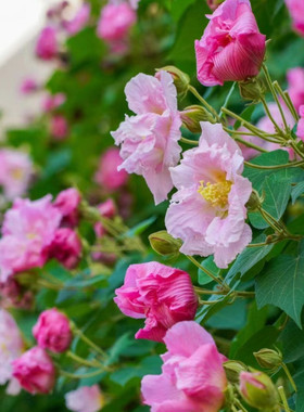 木芙蓉秋季多年生重瓣庭院种植