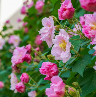 木芙蓉秋季多年生重瓣庭院种植