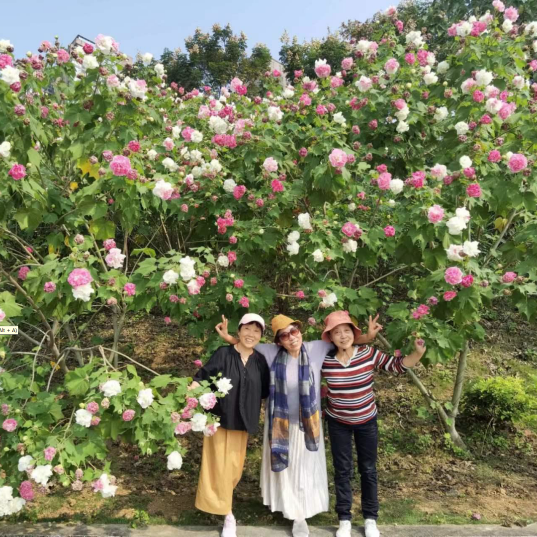 芙蓉花树苗独杆木芙蓉庭院种植变色三醉芙蓉盆栽室外行道工程绿化