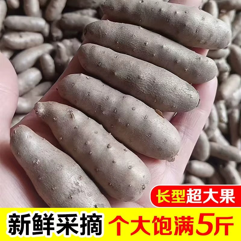 新鲜小白嘴长粒山药豆正宗铁杆淮山药及其制品