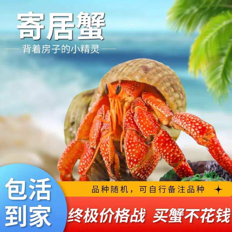 小朋友，女生都喜欢的寄居蟹