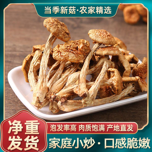 新货干货菌菇商用餐饮批发家用小炒肉炒滑子菇 香菇干货滑子菇当季