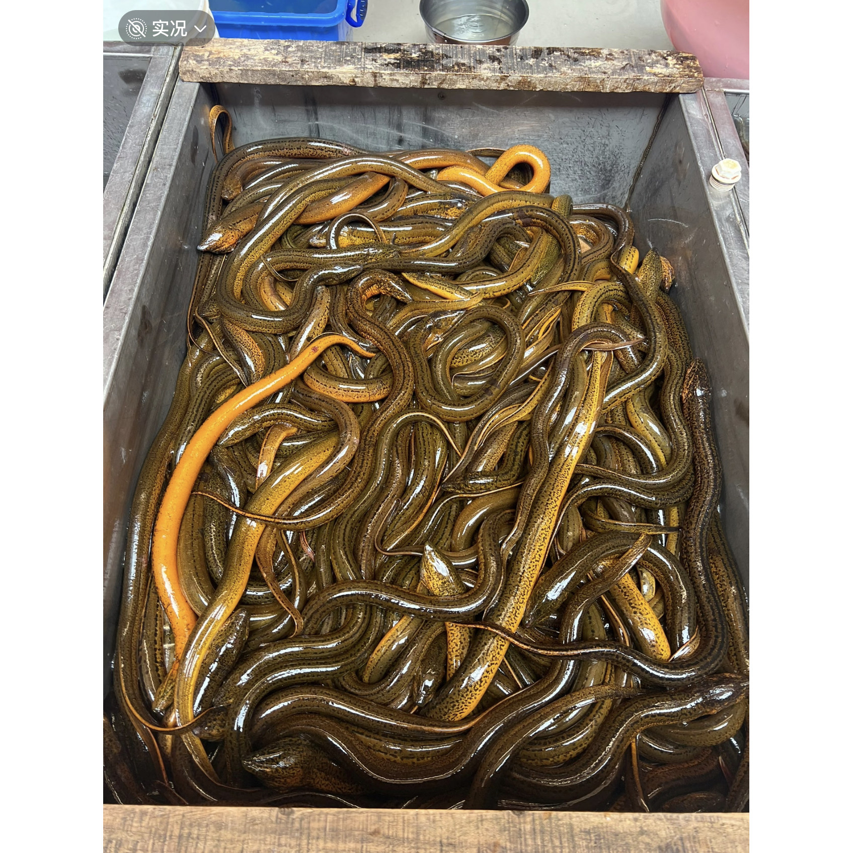 正宗野生黄鳝鲜活顺丰包邮其它