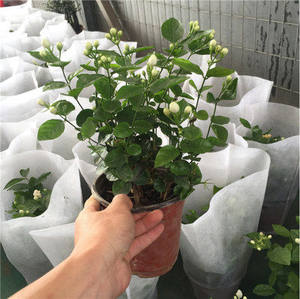 双色茉莉白茉莉花苗盆栽花卉绿植室内办公桌室