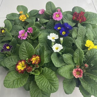 多色报春花盆栽四季 开花阳台室内桌面绿植花卉