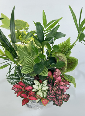 DIY材料 微景观瓶 单颗小植物雨淋缸水陆缸网文草 上水石假山造景