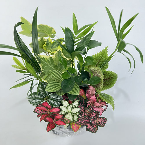 DIY造景材料苔藓微景观便宜