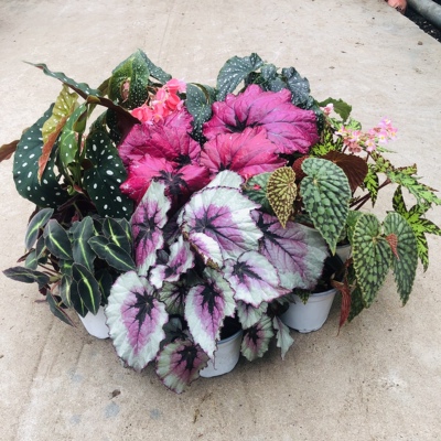 秋海棠观叶植物阳台绿植盆栽绿植