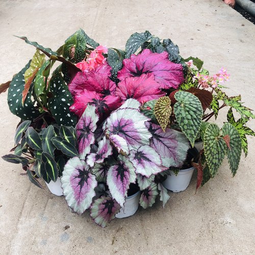 进口鳟鱼秋海棠白冰观叶盆栽