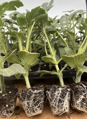 西瓜苗嫁接苗8424麒麟大西瓜嫁接苗秧南方地栽阳台盆栽小西瓜苗秧