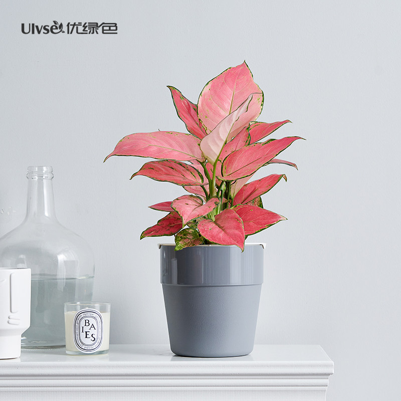 如意皇后吉利红万年红盆栽花卉室内客厅观叶绿植盆景桌面植物上海