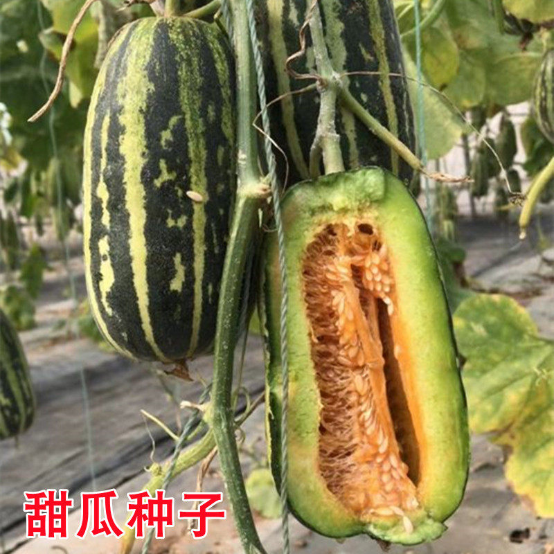 博洋系列甜瓜种子花皮甜瓜
