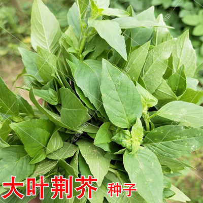 农家大叶四季播香荆荠包邮菜籽