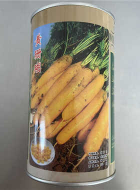 黄珊瑚黄色胡萝卜种子大田夏秋季播高产胡萝卜种籽4-8月易种蔬菜