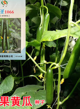 水果黄瓜种子鲁圣高产无刺荷兰小黄瓜种籽庭院爬藤蔬菜种孑春秋季