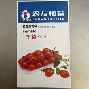 千禧小番茄种子农友西红柿种籽秋季播基地用种杂交樱桃番茄孑