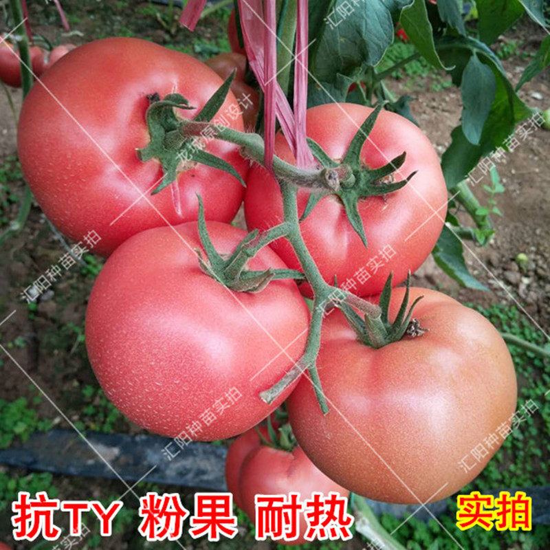 番茄种子 大棚蔬菜抗TY抗根线虫抗病毒 耐热高产粉色西红柿籽包邮
