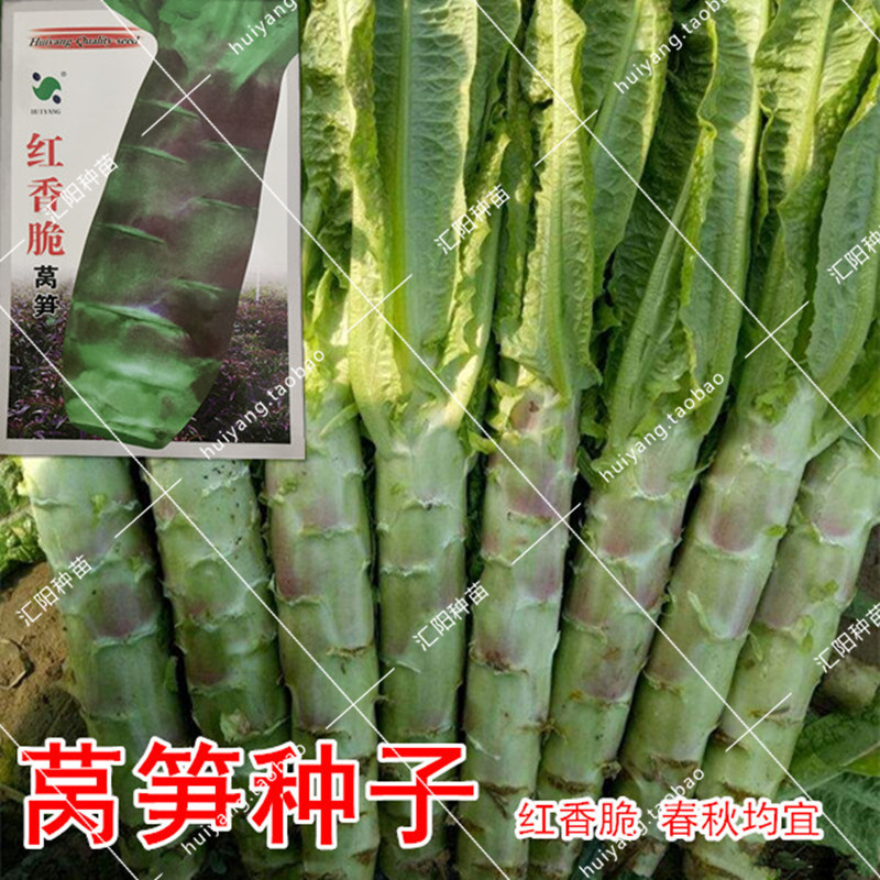 高产抗病红香脆莴笋种子紫茎莴苣籽农家春秋季播蔬菜耐寒特大包邮