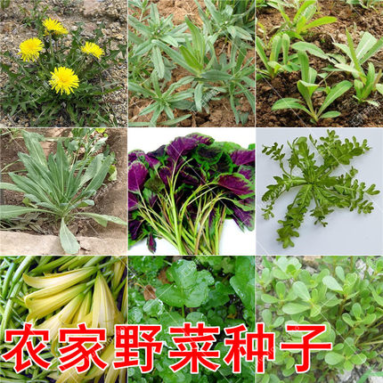 野菜种子 四季播野生蒲公英籽 马齿苋荠菜孑苦菜曲麻面条菜婆婆丁
