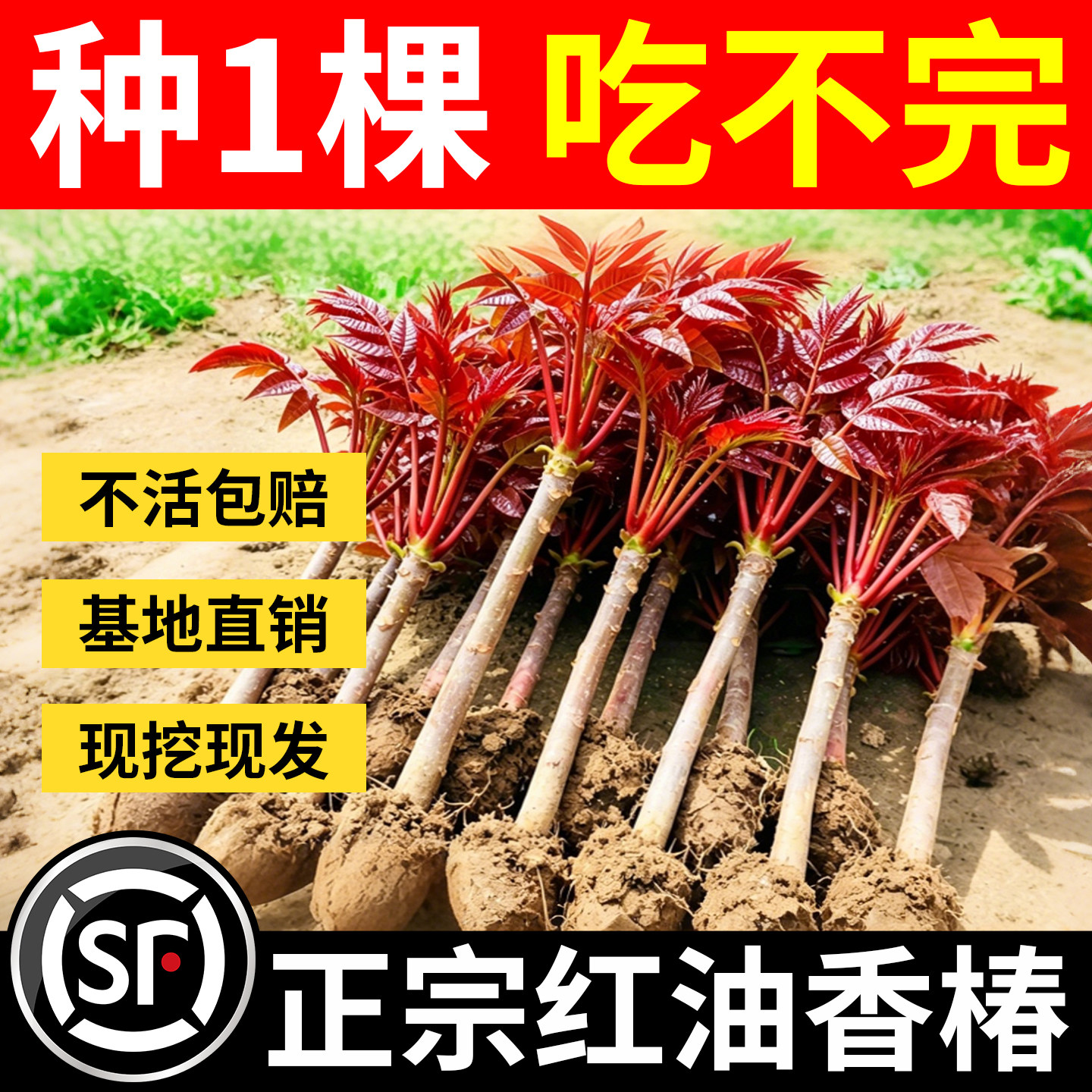 正宗香椿苗树地栽老品种红油香椿苗食用矮化红椿树苗北方种植盆栽