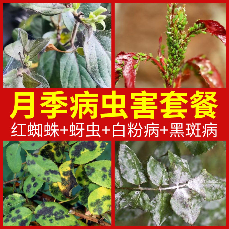 月季养护套餐月季花病虫害常用药红蜘蛛黑斑病专用药月季花常用药