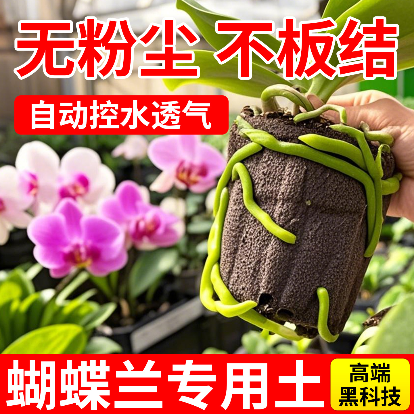 不板结无粉尘的蝴蝶兰专用营养土