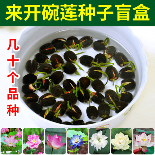 碗莲水培植物水养荷花种子