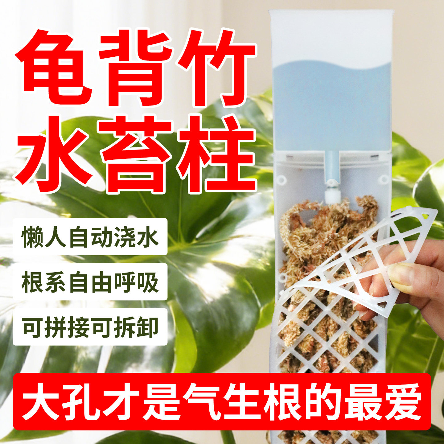 【引导气生根生长】龟背竹水苔柱图片