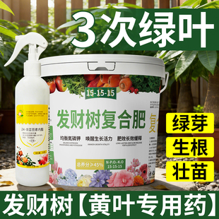 发财树专用复合肥黄叶专用药叶子黄了怎么办治疗黄叶掉叶黄斑烂根