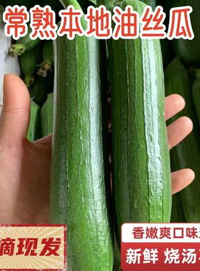 常熟本地油丝瓜表面亮光蔬菜基地现摘现发农家自种烧汤不发黑