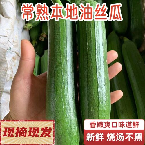 常熟本地油丝瓜表面亮光蔬菜基地现摘现发农家自种烧汤不发黑