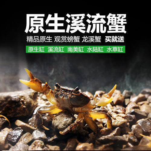 买二送一观赏蟹原生吃虫除藻