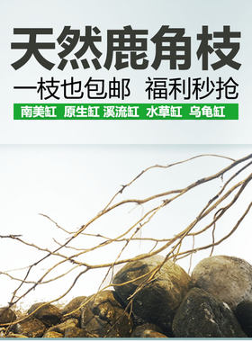 买一送1鹿角枝天然树枝鱼缸装饰