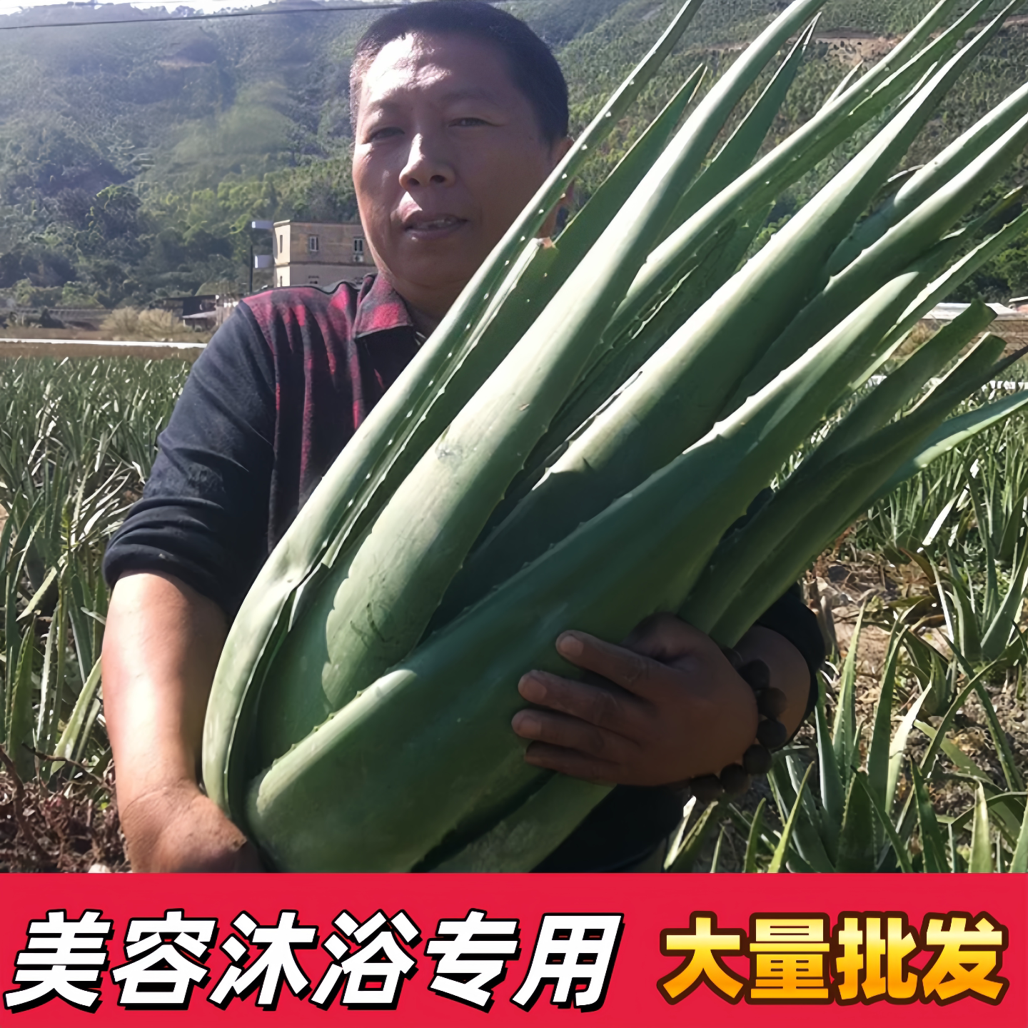 库拉索芦荟洗浴中心专用美白补水图片