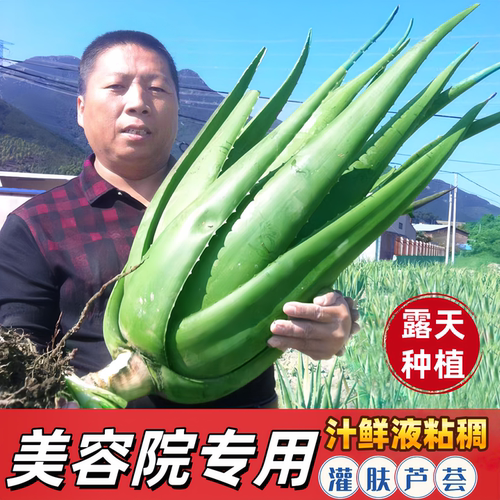 库拉索芦荟室内美容灌肤补水芦荟
