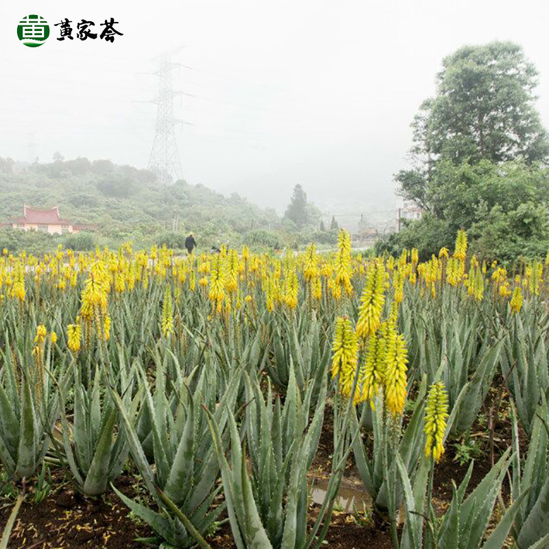 黄家荟芦荟天然泡茶花茶图片