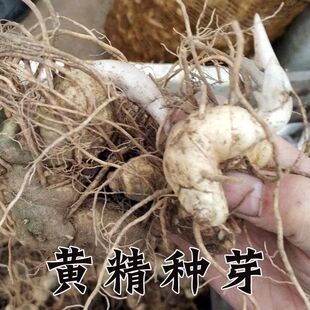 新鲜黄精种苗现发鸡头黄精大块茎黄精药材仿野生种植黄精即食黄精